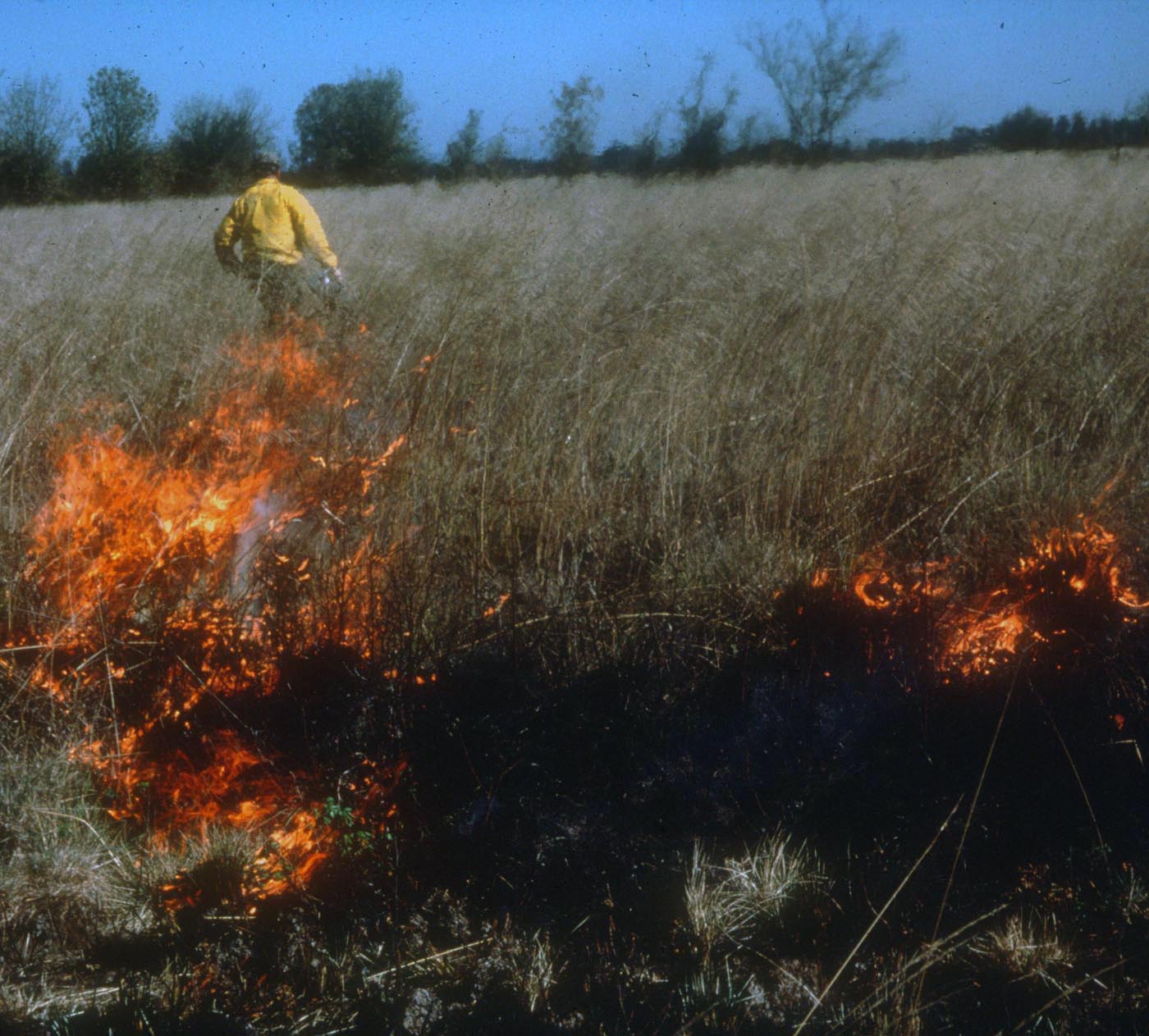 Willamette Floodplain burn 1983